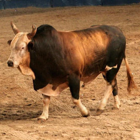 Touro Bandido [Mija Cachaça] +  COPO BRINDE